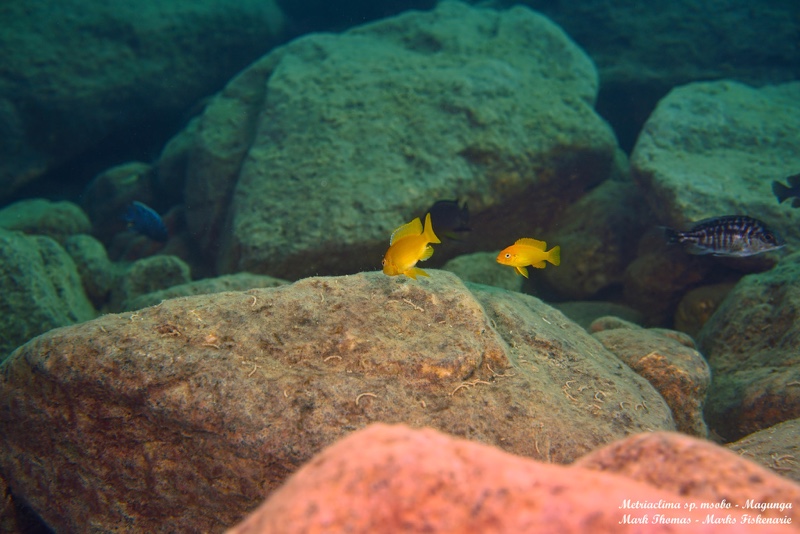 Maylandia sp. 'msobo' Magunga